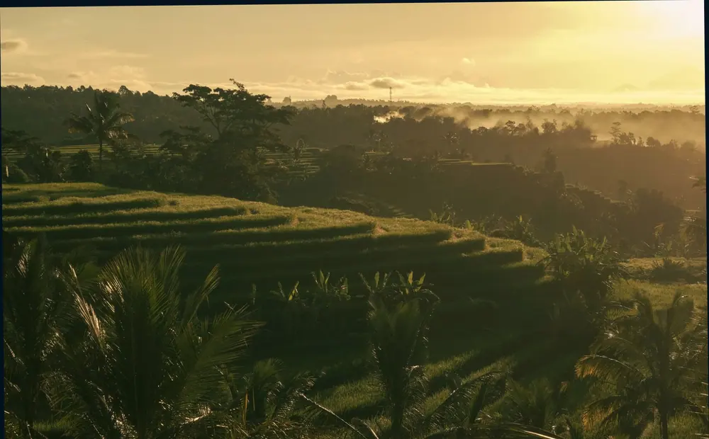 Pemandangan sawah di Ubud, latar sehari-hari yang menenangkan bagi pekerja lepas.